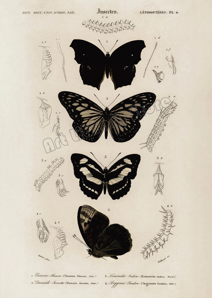 Dark Academia Woodland Moth Medusa Portrait Victorian Gothic Aesthetic Poster Canvas Painting Wall Art Pictures Home Decor Gift.