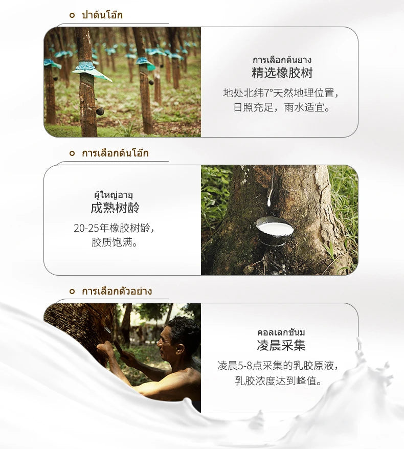 High-End-Latex-Quellen-Flüssigkeitsmatratzenoberteil, 100 % Naturlatex, faltbar, langsame Rückfederung, Thiland-Matten mit anpassbarem Baumwollbezug